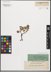 Foto von Salix reticulata L.